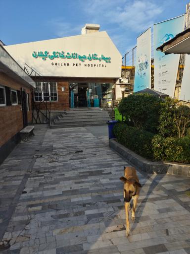 عکس بیمارستان حیوانات خانگی گیلان