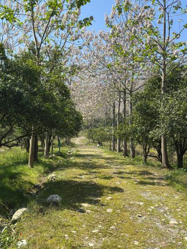 عکس نشتارود