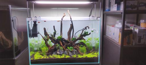 عکس آکواریوم بانک پلنت