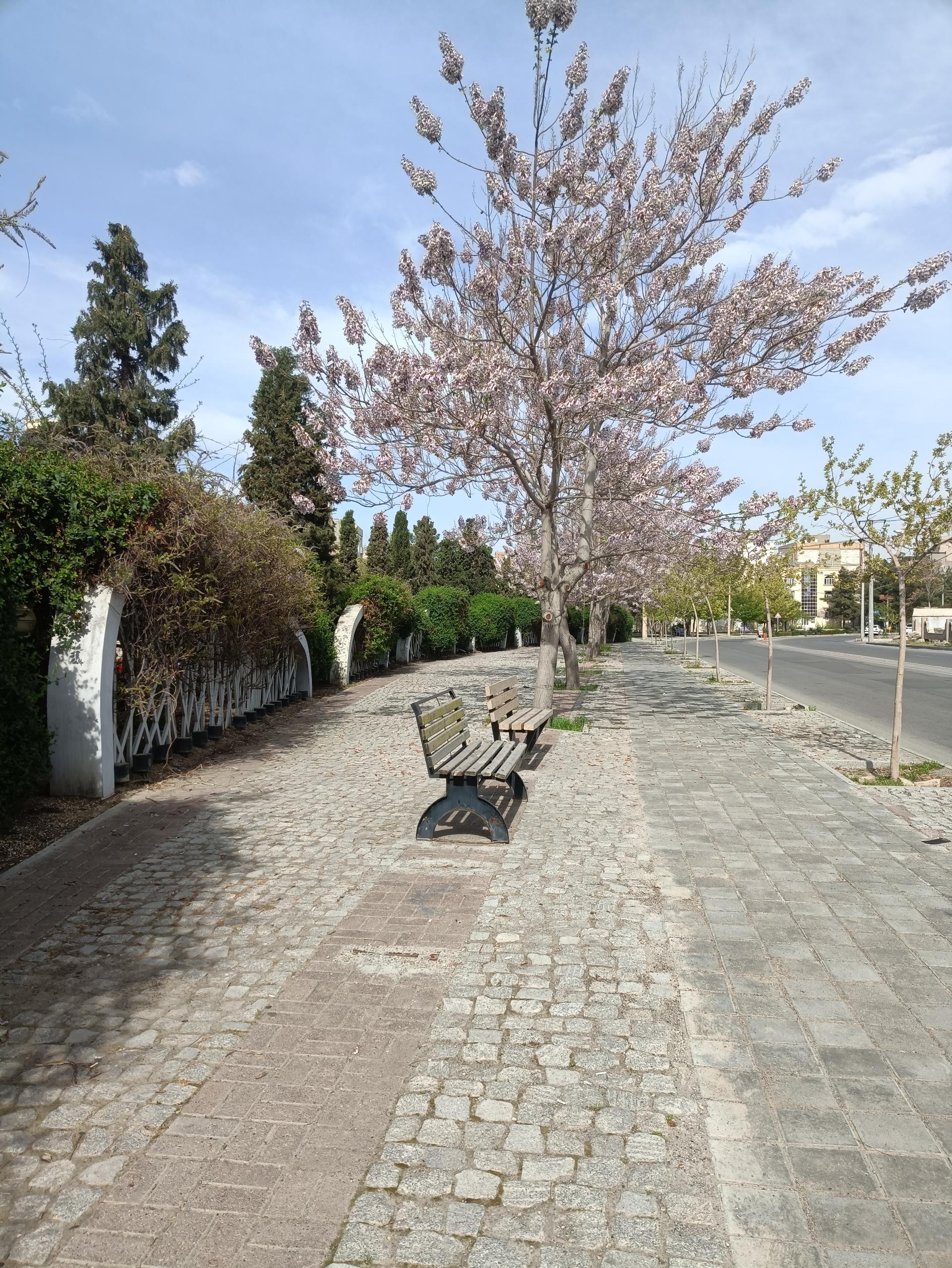 عکس  باغ گلها