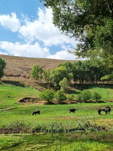 عکس مجموعه تفرجگاه بولاغلار نیر