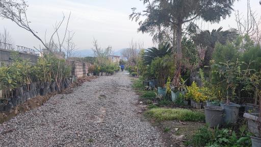 عکس گلخانه مهدوی