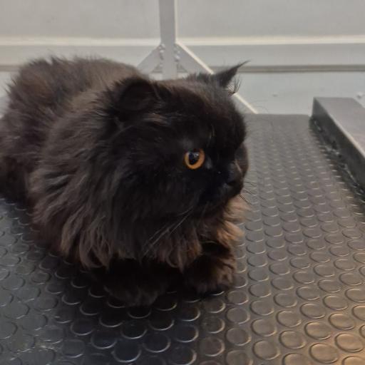 عکس کلینیک دامپزشکی پاندورا