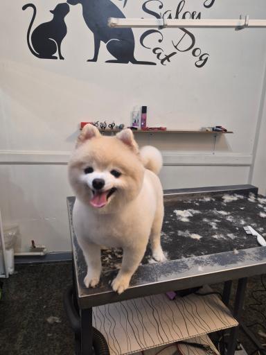 عکس کلینیک دامپزشکی پاندورا