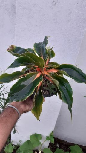 عکس گلکده گلبان