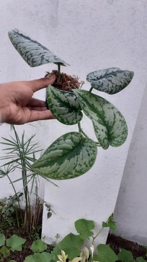 عکس گلکده گلبان