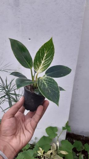 عکس گلکده گلبان