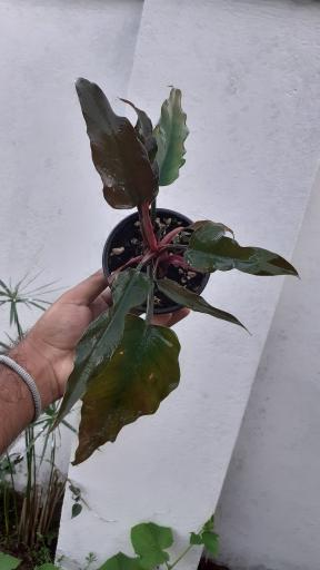 عکس گلکده گلبان