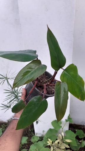 عکس گلکده گلبان