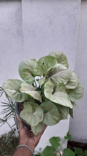 عکس گلکده گلبان