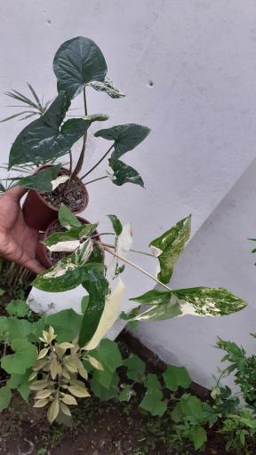 عکس گلکده گلبان