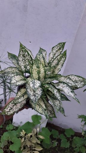 عکس گلکده گلبان