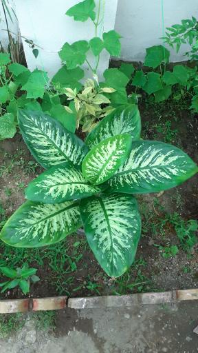 عکس گلکده گلبان