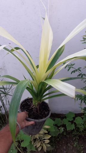 عکس گلکده گلبان