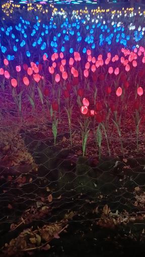 عکس بوستان آزادی