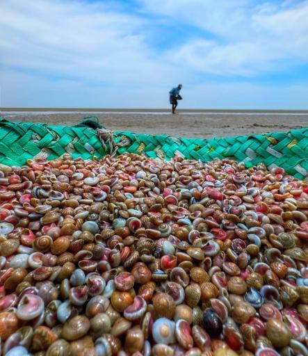 عکس ساحل پرهام