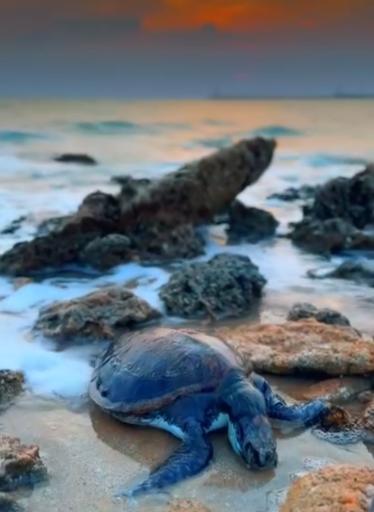 عکس ساحل پرهام