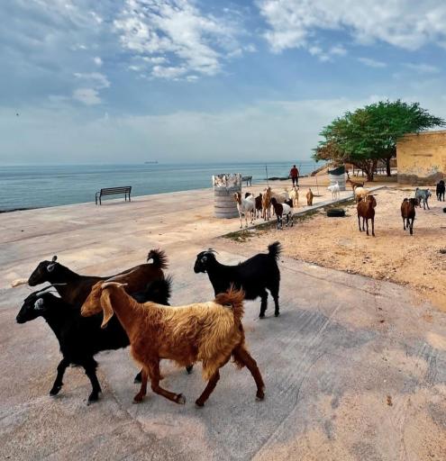 عکس ساحل پرهام