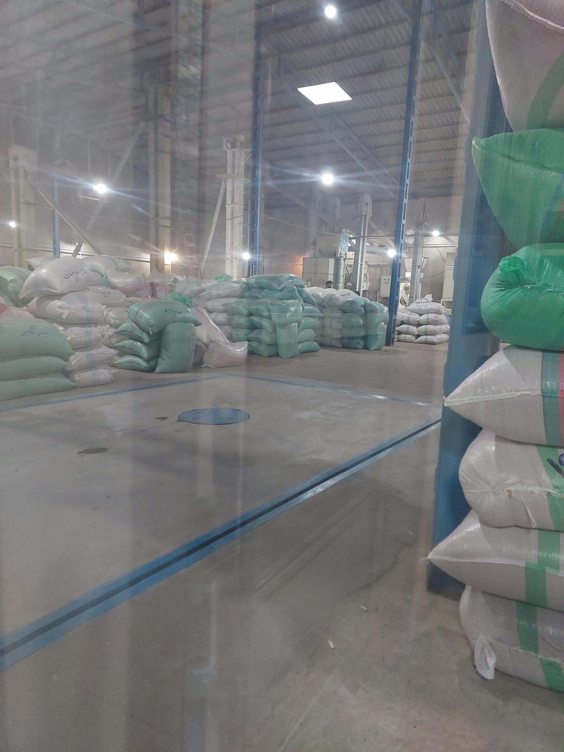 عکس شالیکوبی مقبلی