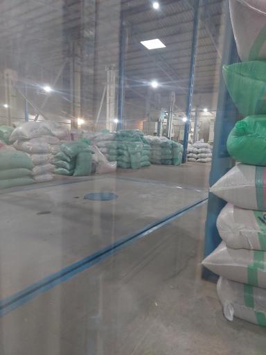 عکس شالیکوبی مقبلی