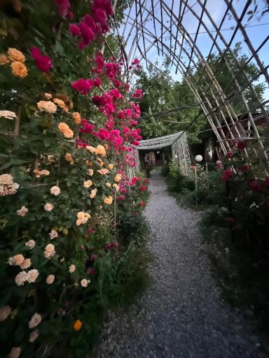 عکس کافه کنزو