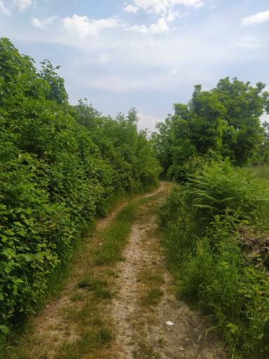 عکس تپه باستانی گرد کوه