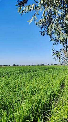 عکس سیدان