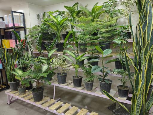 عکس گلفروشی آرونیا 