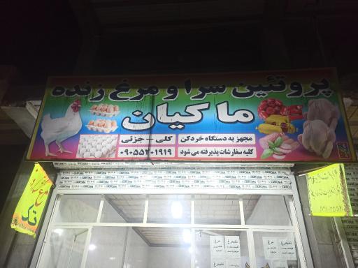 عکس پروتئین سرا و مرغ زنده ماکیان 