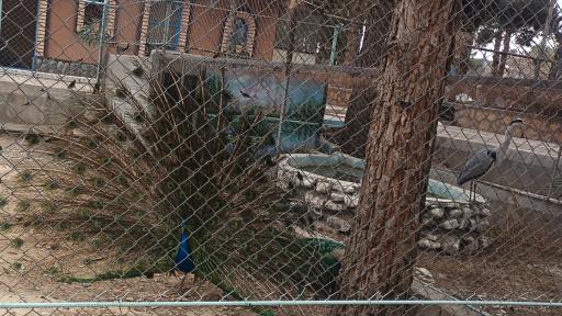 عکس باغ پرندگان