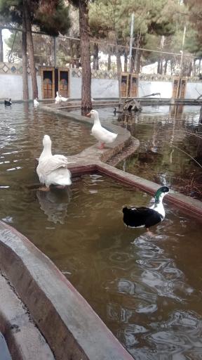 عکس باغ پرندگان