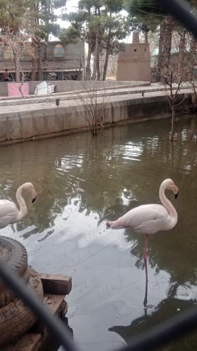 عکس باغ پرندگان