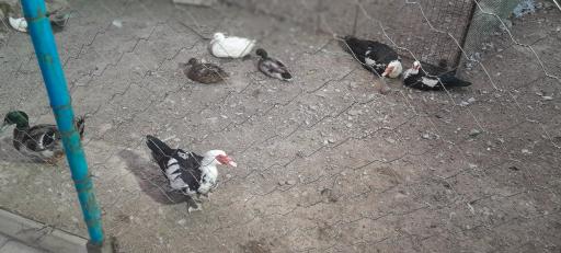 عکس باغ پرندگان