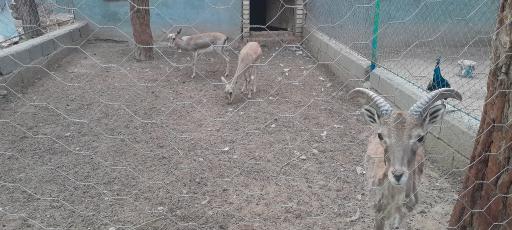 عکس باغ پرندگان