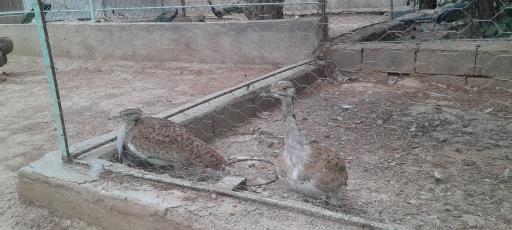 عکس باغ پرندگان