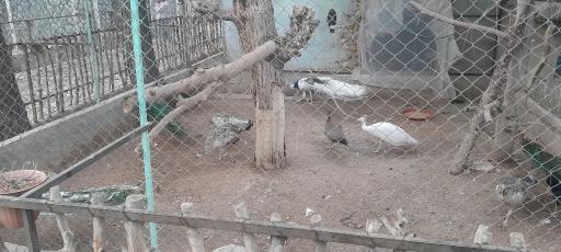 عکس باغ پرندگان
