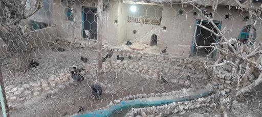 عکس باغ پرندگان
