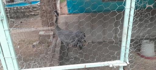 عکس باغ پرندگان