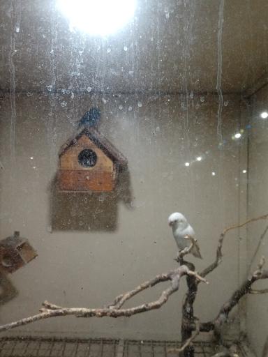 عکس باغ پرندگان