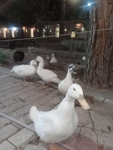 عکس باغ پرندگان