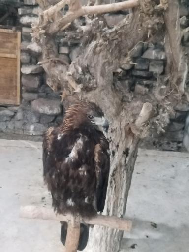 عکس باغ پرندگان