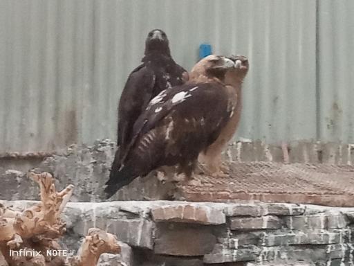 عکس باغ پرندگان