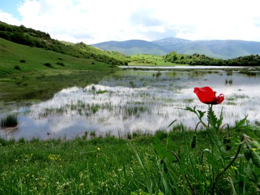 عکس کلا استل