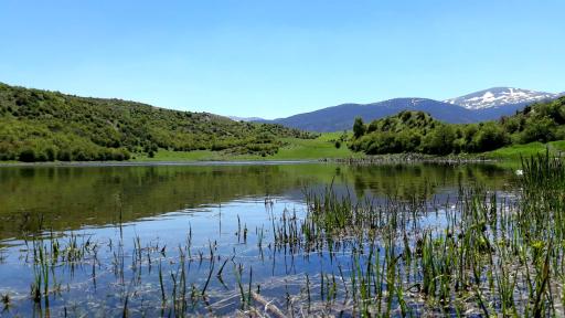 عکس کلا استل