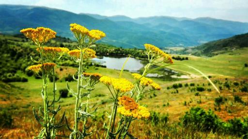 عکس کلا استل