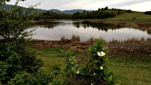 عکس کلا استل