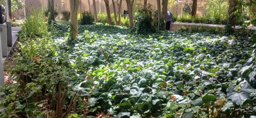 عکس بوستان مشاهیر صفوی