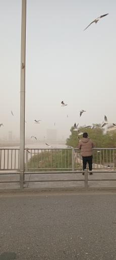 عکس پل سفید