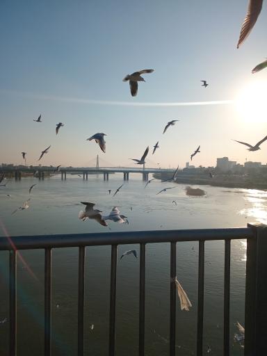 عکس پل سفید