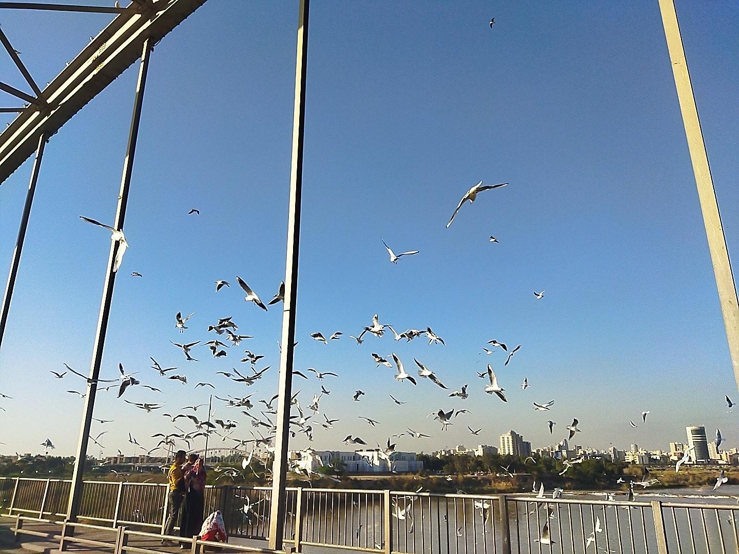 عکس پل سفید